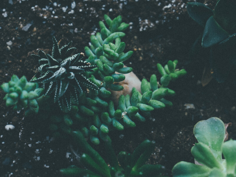 Close-up image of succulents in a DIY terrarium